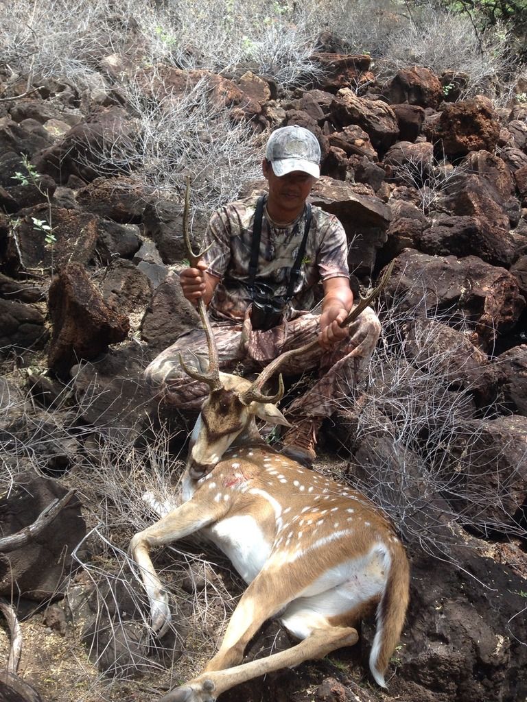 Lanai Hunting Axis Deer And Mouflon Ram Story by 2good2 Photobucket